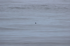 Ptychoramphus aleuticus