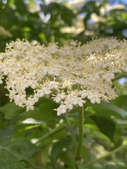 Sambucus nigra