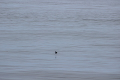 Ptychoramphus aleuticus