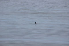 Ptychoramphus aleuticus