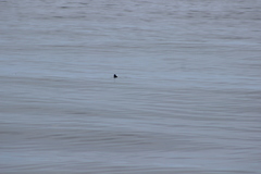 Ptychoramphus aleuticus