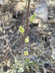 Streptanthus bernardinus