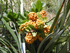 Ercilla spicata