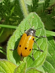 Lachnaia sexpunctata