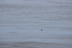 Ptychoramphus aleuticus