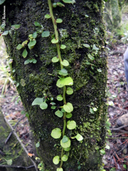 Ercilla spicata