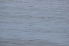Ptychoramphus aleuticus