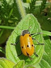 Lachnaia sexpunctata