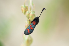 Zygaena oxytropis