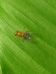 Neogriphoneura