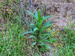 Digitalis micrantha