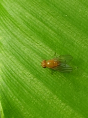 Neogriphoneura