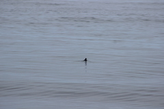 Ptychoramphus aleuticus