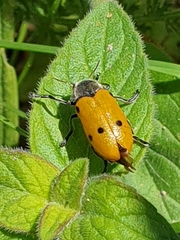 Lachnaia sexpunctata