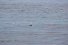 Ptychoramphus aleuticus