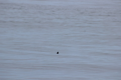 Ptychoramphus aleuticus