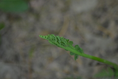 Botrychium campestre