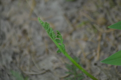 Botrychium campestre
