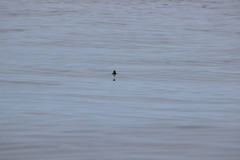 Ptychoramphus aleuticus