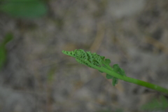 Botrychium campestre