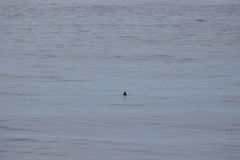 Ptychoramphus aleuticus