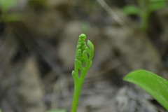Botrychium campestre