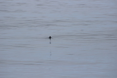 Ptychoramphus aleuticus
