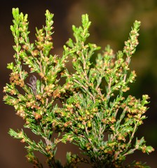 Ventiflora