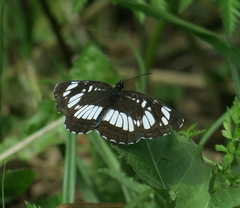 Neptis rivularis
