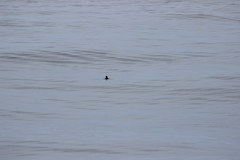 Ptychoramphus aleuticus