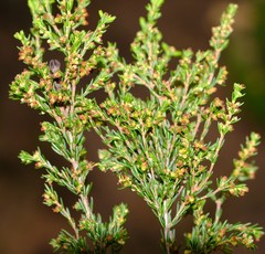 Ventiflora