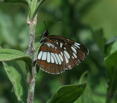 Neptis rivularis