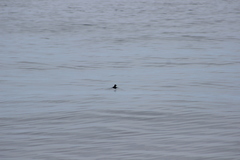 Ptychoramphus aleuticus