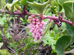 Ercilla spicata