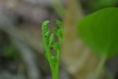 Botrychium campestre