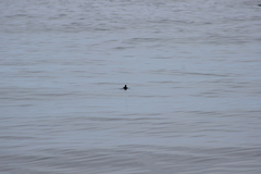 Ptychoramphus aleuticus