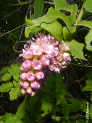 Ercilla spicata