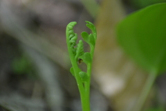 Botrychium campestre