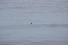 Ptychoramphus aleuticus