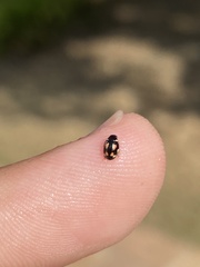 Hyperaspis festiva