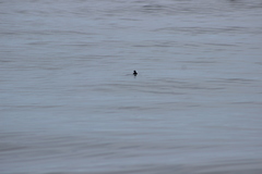 Ptychoramphus aleuticus