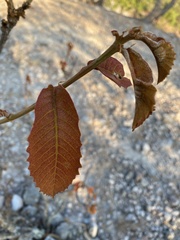 Quercus resinosa