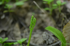 Botrychium campestre