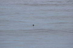 Ptychoramphus aleuticus