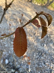 Quercus resinosa