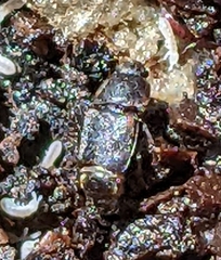 Caplothorax lugubris