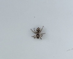Salticus scenicus