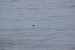Ptychoramphus aleuticus