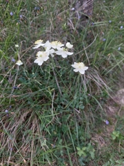 Thalictrum tuberosum