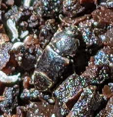 Caplothorax lugubris